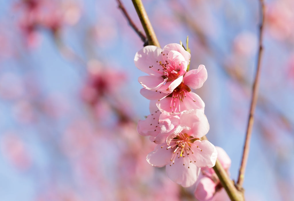 Das Rosé der Mandelblüte für individuelles Raumdesign