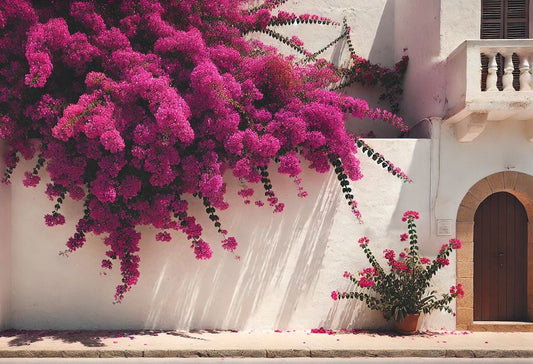 Lebendiger Farbtupfer auf Mallorca: Die Bougainvillea