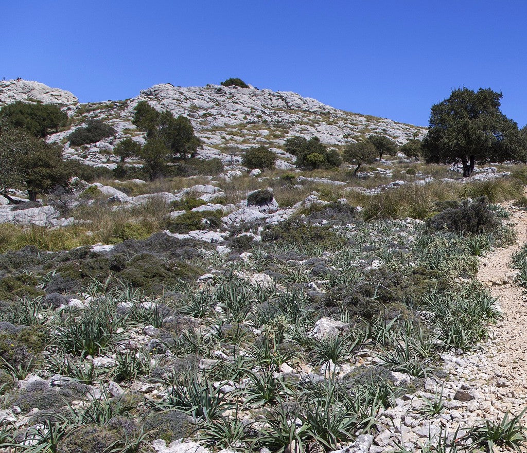Tramuntana Gris 704